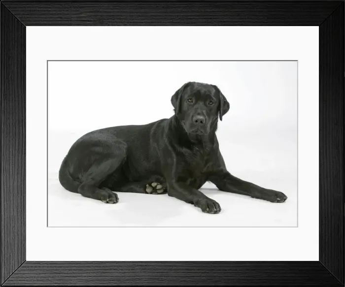 Framed Print : Dog - Black Labrador - lying down Framed Print : Dog - Black Labrador - lying down