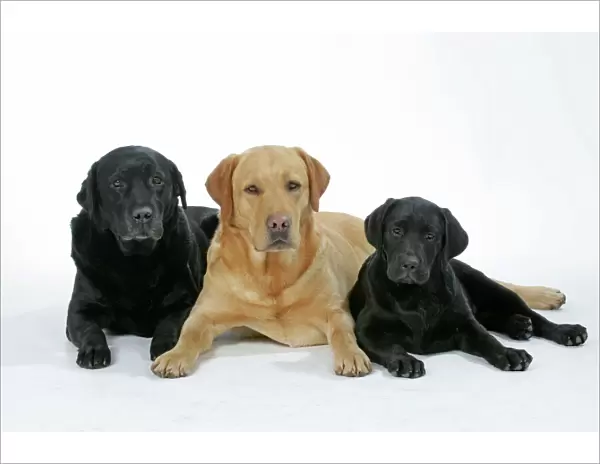 Dogs - Black and Yellow Labradors with Black Labrador puppy - lying down