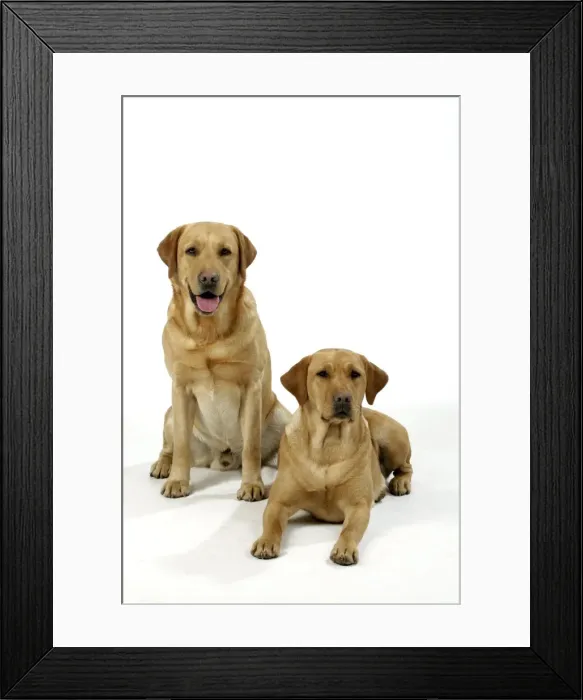 Framed Print : Dogs - Yellow Labradors - male and female Framed Print : Dogs - Yellow Labradors - male and female