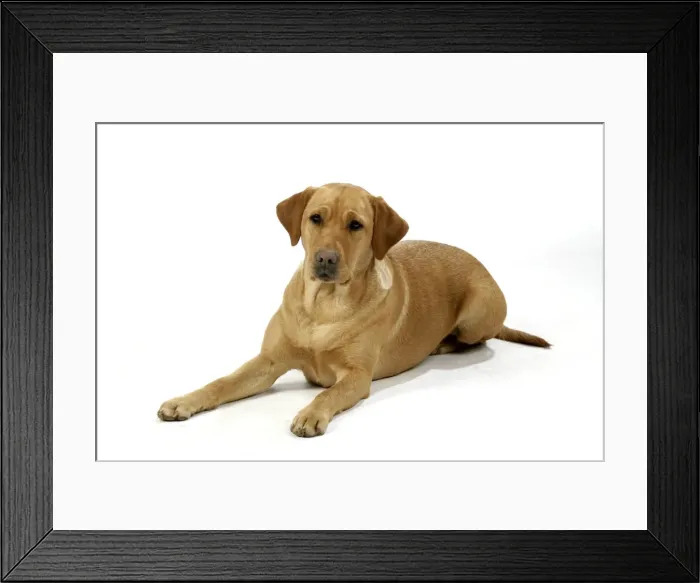 Framed Print : Dog - Yellow Labrador - lying down Framed Print : Dog - Yellow Labrador - lying down
