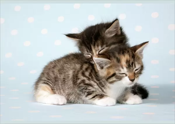 Cat - two sleepy kittens