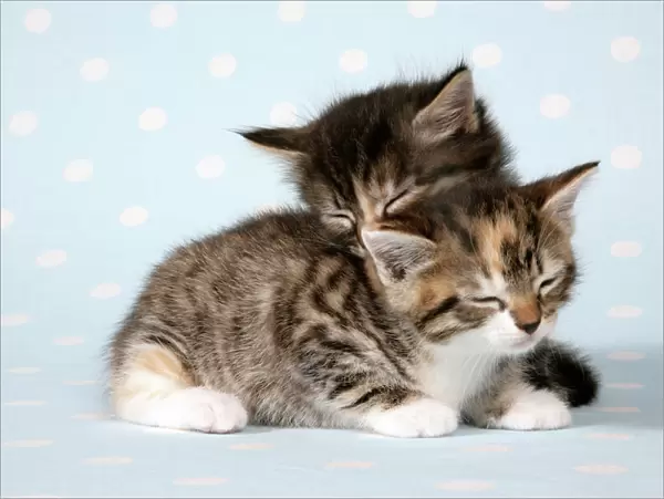 Cat - two sleepy kittens