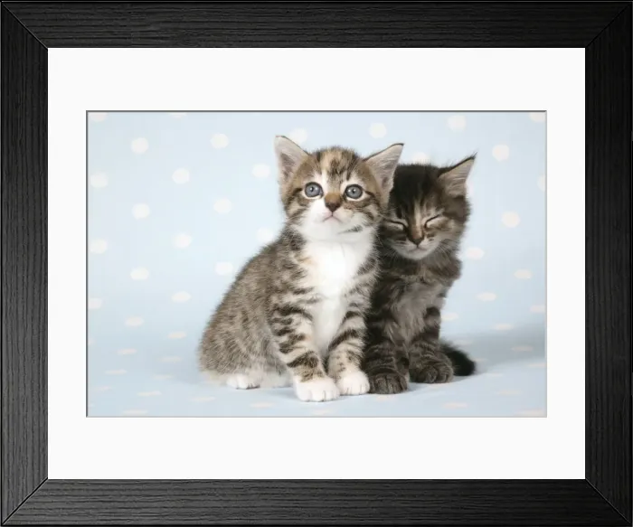 Framed Print : Cat - Two tabby kittens sitting together, one sleepy Framed Print : Cat - Two tabby kittens sitting together, one sleepy
