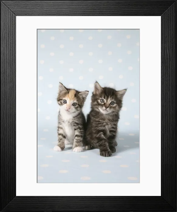 Framed Print : Cat - Two tabby kittens sitting together Framed Print : Cat - Two tabby kittens sitting together