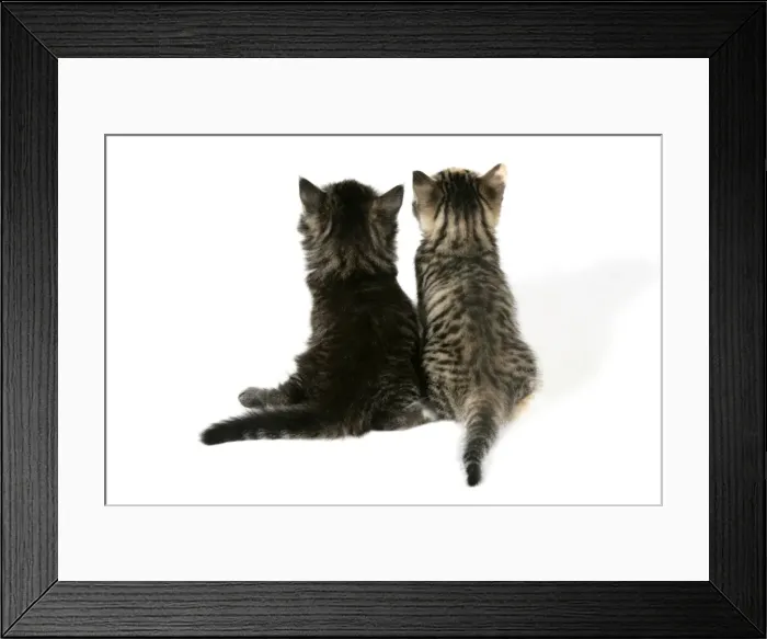 Framed Print : Cat - Back view of two kittens Framed Print : Cat - Back view of two kittens