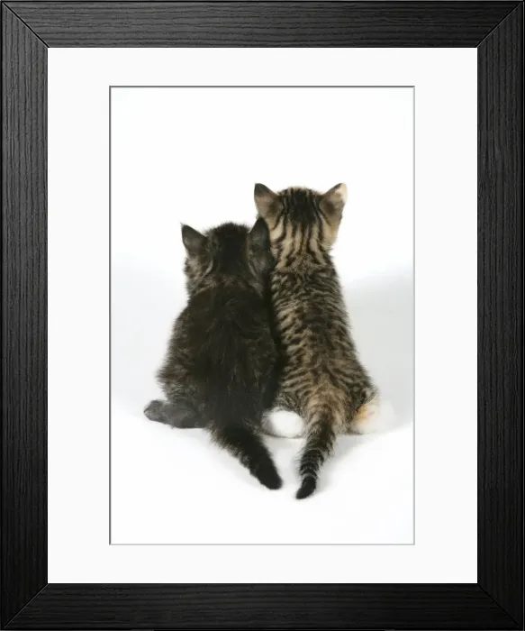 Framed Print : Cat - Back view of two kittens Framed Print : Cat - Back view of two kittens