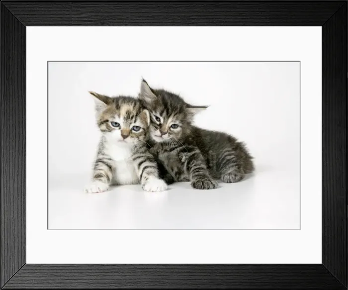 Framed Print : Cat - Two sleepy kittens lying on each other Framed Print : Cat - Two sleepy kittens lying on each other