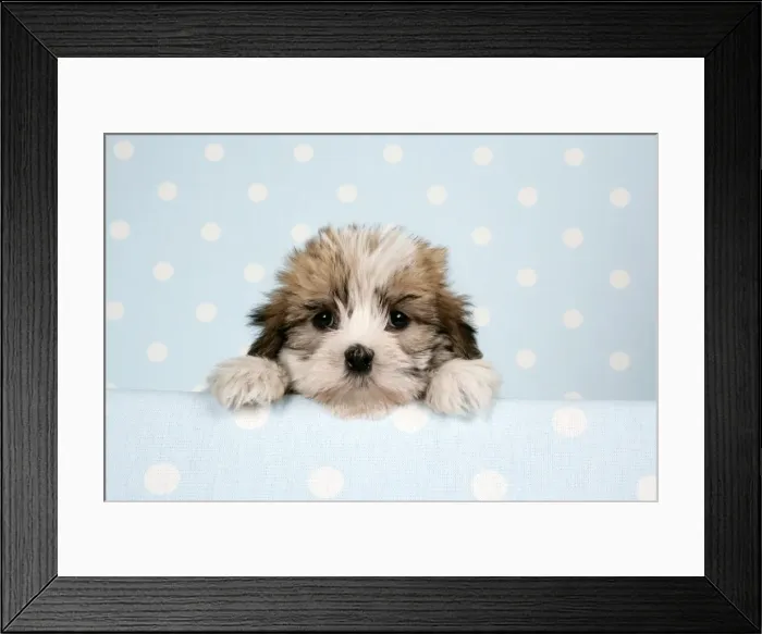 Framed Print : Dog - Cross breed Puppy peeking over cloth Framed Print : Dog - Cross breed Puppy peeking over cloth