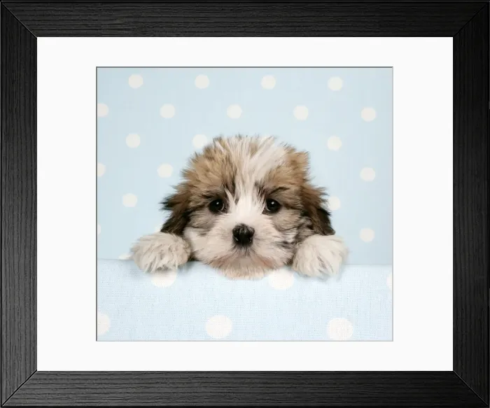 Framed Print : Dog - Cross breed Puppy peeking over cloth Framed Print : Dog - Cross breed Puppy peeking over cloth