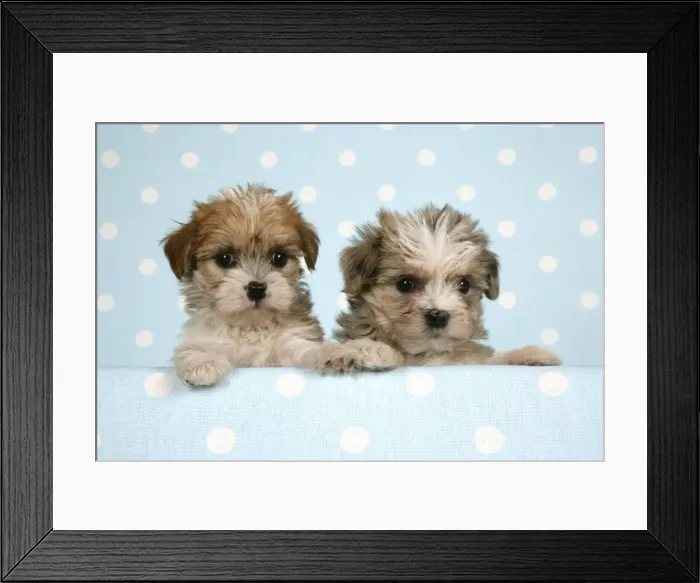 Framed Print : Dog - Cross breed Puppies peeking over cloth Framed Print : Dog - Cross breed Puppies peeking over cloth
