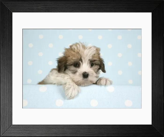 Framed Print : Dog - Cross breed Puppy peeking over cloth Framed Print : Dog - Cross breed Puppy peeking over cloth
