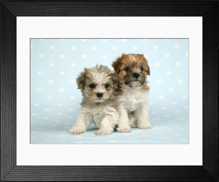 Framed Print : Dog - Two cross breed puppies in front of dotted background Framed Print : Dog - Two cross breed puppies in front of dotted background