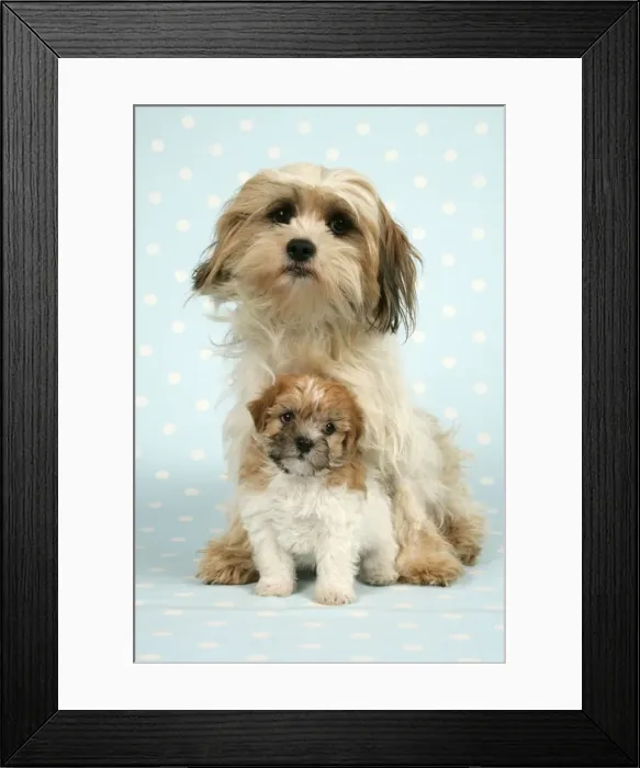 Framed Print : Dog - Cross breed puppy and dog in front of dotted background Framed Print : Dog - Cross breed puppy and dog in front of dotted background