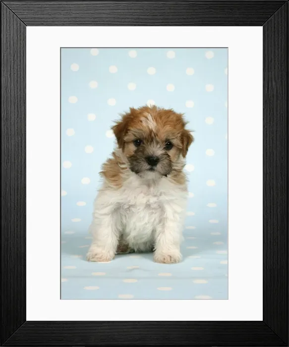 Framed Print : Dog - Cross breed puppy in front of dotted background Framed Print : Dog - Cross breed puppy in front of dotted background