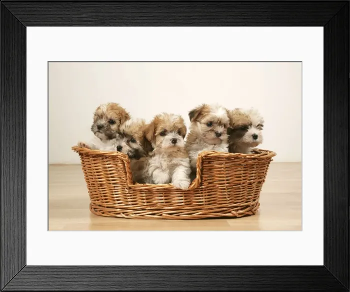 Framed Print : Dogs - Five cross breed puppies in basket Framed Print : Dogs - Five cross breed puppies in basket