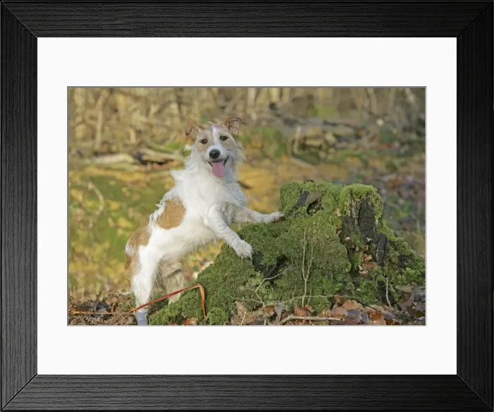 Framed Print : Dog - Jack Russell with paws on tree stump in autumn. UK Framed Print : Dog - Jack Russell with paws on tree stump in autumn. UK