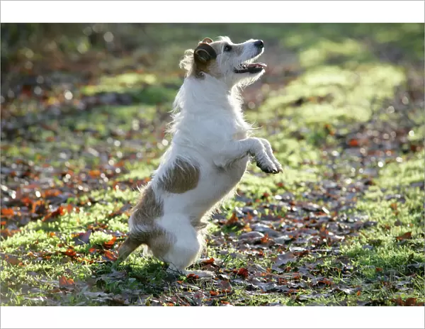 Jack Russell dog standing on hind legs