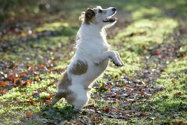 Jack Russell dog standing on hind legs