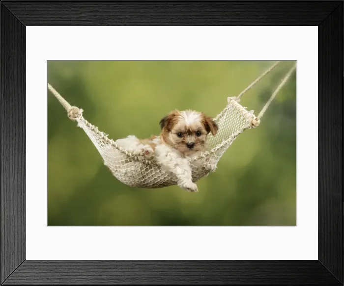 Framed Print : Dog - Cross breed Puppy in hammock