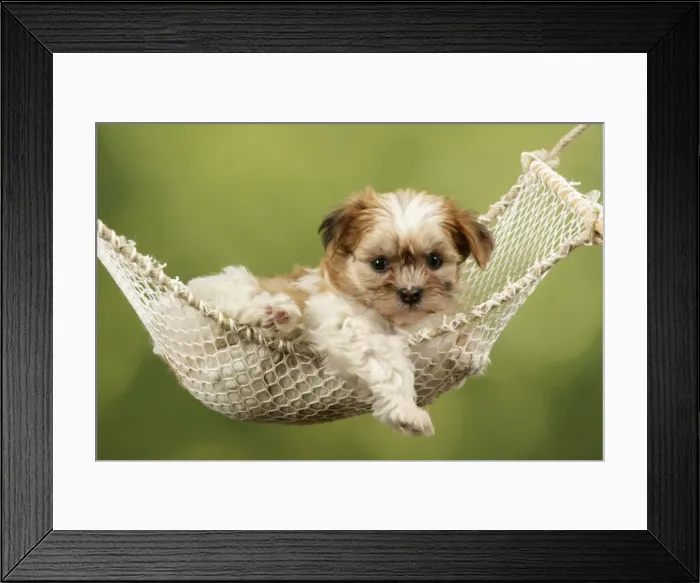 Framed Print : Dog - Cross breed Puppy in hammock Framed Print : Dog - Cross breed Puppy in hammock