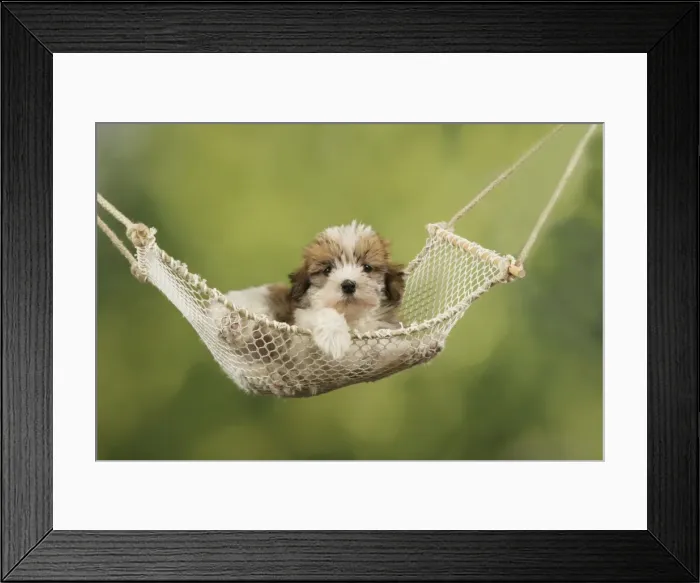Framed Print : Dog - Cross breed Puppy in hammock Framed Print : Dog - Cross breed Puppy in hammock