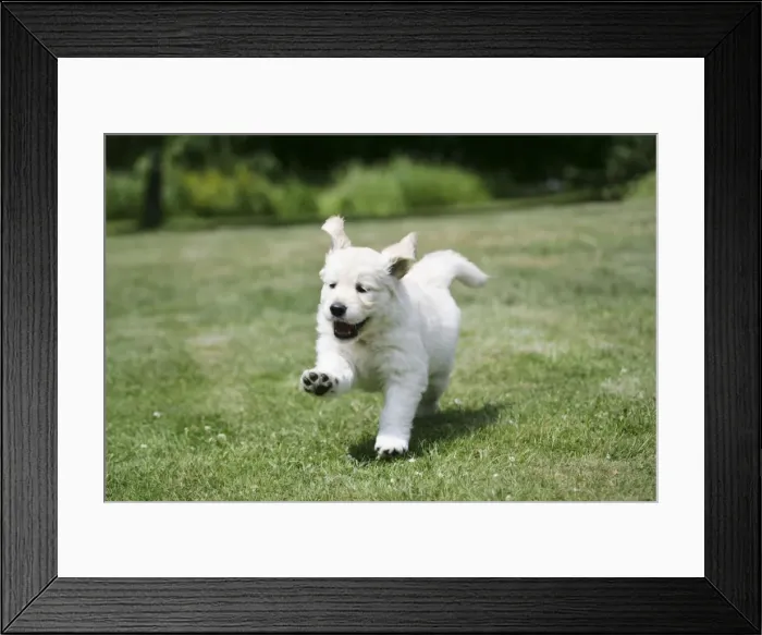 Framed Print : Golden Retriever puppy running on lawn - 7 weeks Framed Print : Golden Retriever puppy running on lawn - 7 weeks