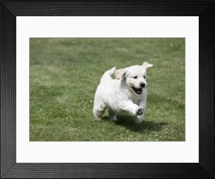 Framed Print : Golden Retriever puppy running on lawn - 7 weeks Framed Print : Golden Retriever puppy running on lawn - 7 weeks