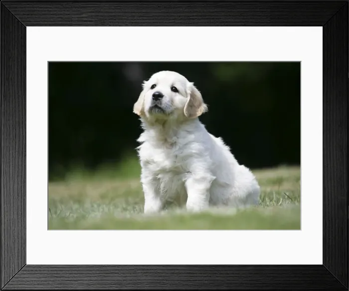 Framed Print : Golden Retriever puppy sitting on lawn - 7 weeks Framed Print : Golden Retriever puppy sitting on lawn - 7 weeks
