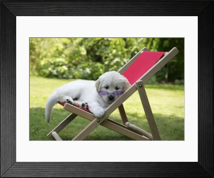 Framed Print : Golden Retriever puppy wearing sunglasses in deckchair - 7 weeks Framed Print : Golden Retriever puppy wearing sunglasses in deckchair - 7 weeks