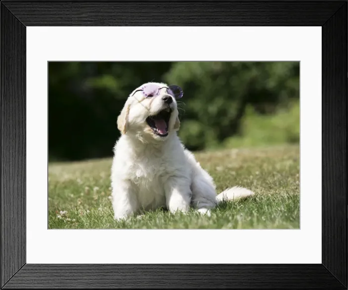 Framed Print : Golden Retriever puppy wearing sunglasses on lawn - 7 weeks Framed Print : Golden Retriever puppy wearing sunglasses on lawn - 7 weeks
