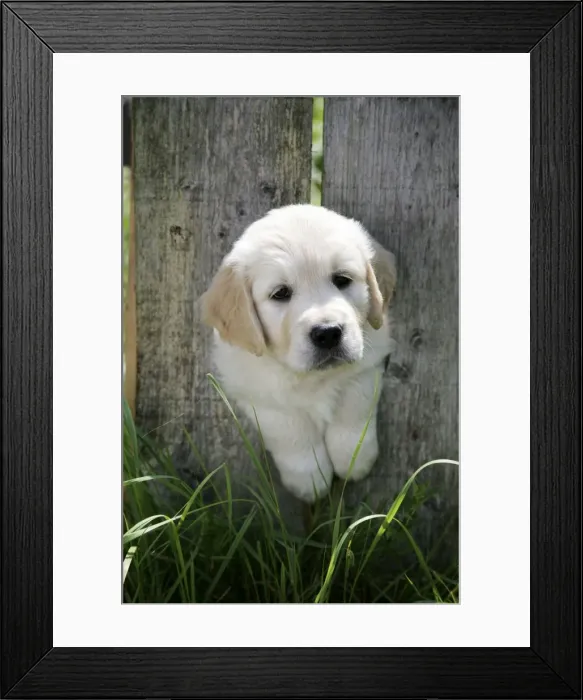 Framed Print : Golden Retriever puppy looking through hole in fence - 7 weeks Framed Print : Golden Retriever puppy looking through hole in fence - 7 weeks