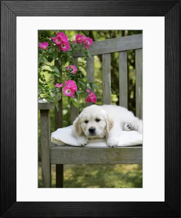 Framed Print : Golden Retriever puppy lying on garden bench - 7 weeks Framed Print : Golden Retriever puppy lying on garden bench - 7 weeks