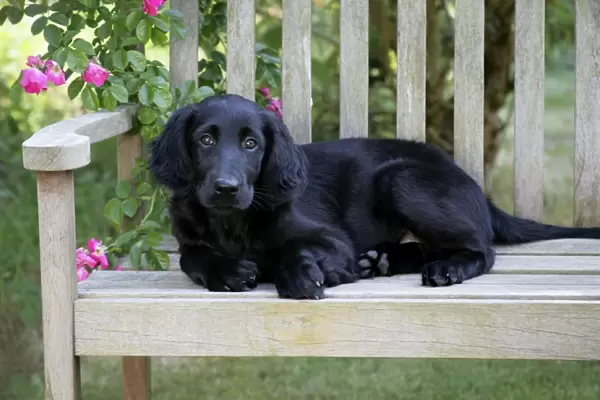 Flat-coated Retriever puppy lying on garden bench - 6 months