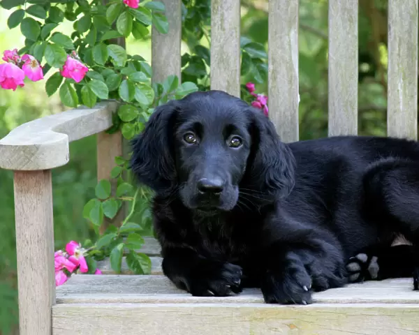Flat-coated Retriever puppy lying on garden bench - 6 months