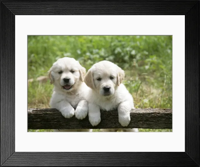 Framed Print : Two Golden Retriever puppies standing looking over gate - 7 weeks