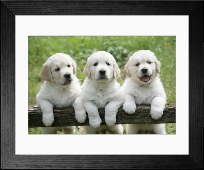 Framed Print : Three Golden Retriever puppies standing looking over gate -7 weeks Framed Print : Three Golden Retriever puppies standing looking over gate -7 weeks