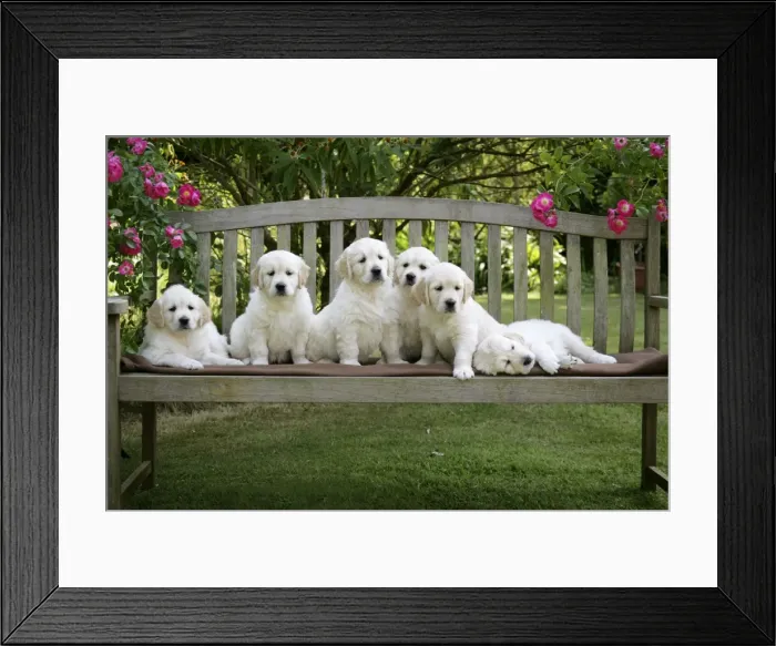Framed Print : Golden Retriever puppies on garden bench - 7 weeks Framed Print : Golden Retriever puppies on garden bench - 7 weeks
