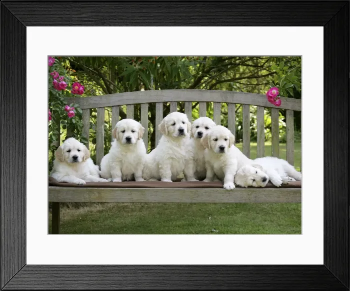 Framed Print : Golden Retriever puppies on garden bench - 7 weeks Framed Print : Golden Retriever puppies on garden bench - 7 weeks