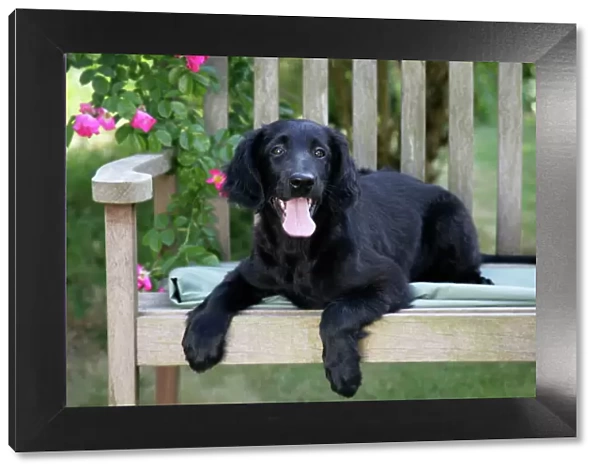 Flat-coated Retriever puppy lying on bench - 6 months