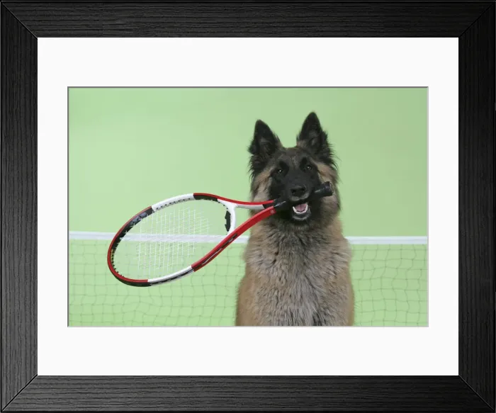 Framed Print : Tervuren  /  Belgian Shepherd Dog - holding tennis racket