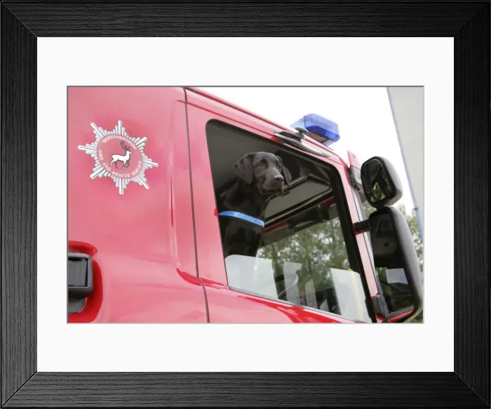 Framed Print : Dog - Black Labrador in Fire Engine Framed Print : Dog - Black Labrador in Fire Engine