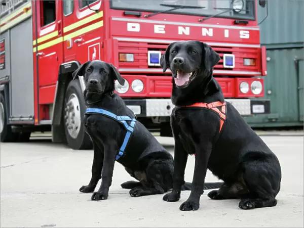 Dog - Black Labradors by Fire Engine