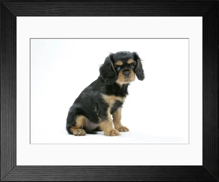 Framed Print : Dog - Cavalier King Charles Spaniel puppy 6 / 7 weeks old Framed Print : Dog - Cavalier King Charles Spaniel puppy 6 / 7 weeks old