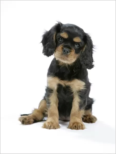 Dog - Cavalier King Charles Spaniel puppy 6 / 7 weeks old