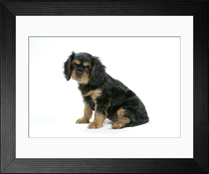 Framed Print : Dog - Cavalier King Charles Spaniel puppy 6 / 7 weeks old Framed Print : Dog - Cavalier King Charles Spaniel puppy 6 / 7 weeks old