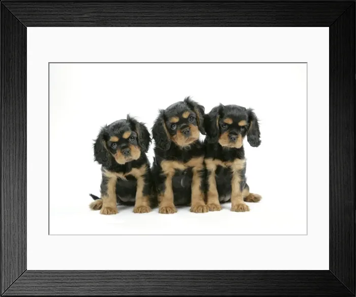 Framed Print : Dog - Cavalier King Charles Spaniel puppies 6 / 7 weeks old Framed Print : Dog - Cavalier King Charles Spaniel puppies 6 / 7 weeks old