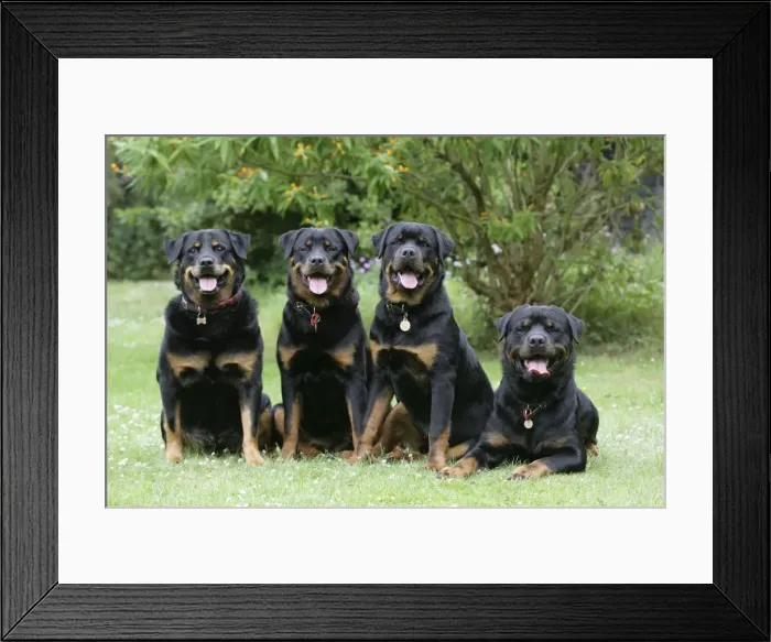 Framed Print : Dog - Rottweilers sitting down together Framed Print : Dog - Rottweilers sitting down together