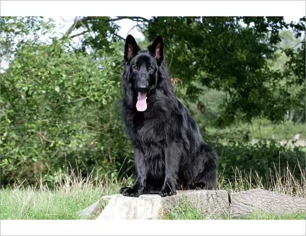 Dog - German Shepherd sitting on tree stump with tongue sticking out