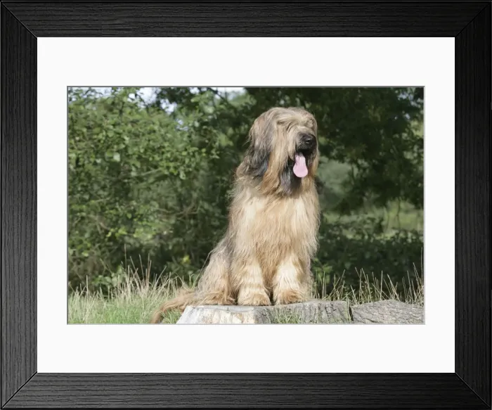 Framed Print : Dog - Briard sitting on tree stump with tongue sticking out Framed Print : Dog - Briard sitting on tree stump with tongue sticking out