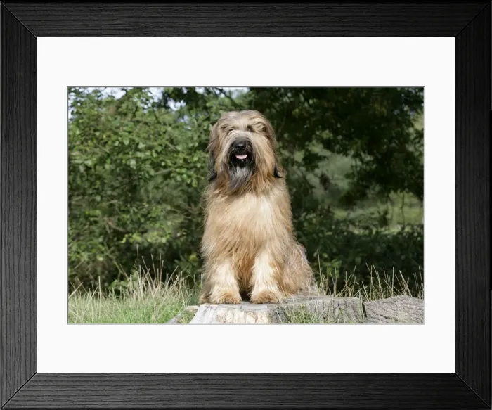 Framed Print : Dog - Briard sitting on tree stump Framed Print : Dog - Briard sitting on tree stump